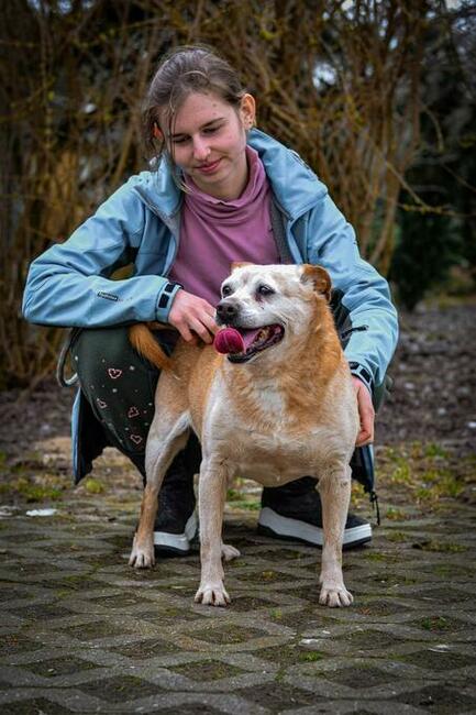 Psi senior kochany proludzki BŁAGA o wspaniały domek