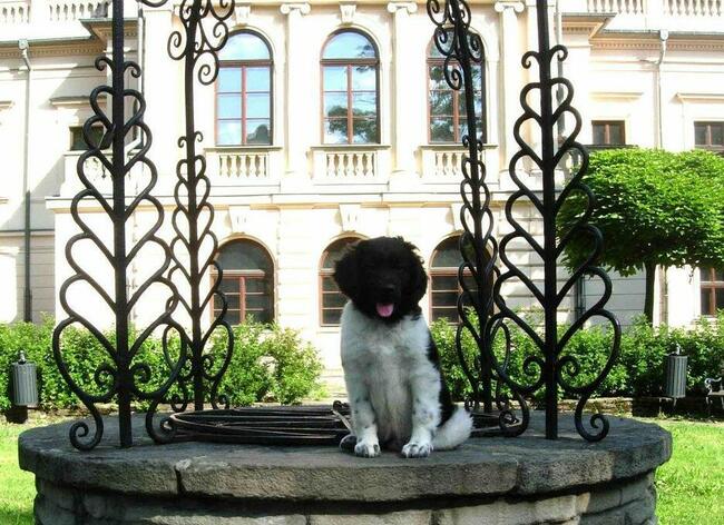 Wyżeł Fryzyjski (Stabyhoun) szczenie z rodowodem ZKwP FCI