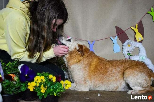 Psi senior kochany proludzki BŁAGA o wspaniały domek