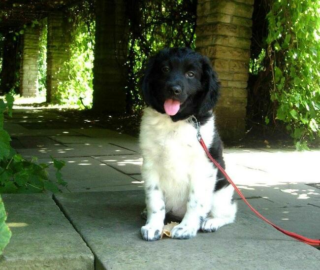 Wyżeł Fryzyjski (Stabyhoun) szczenie z rodowodem ZKwP FCI