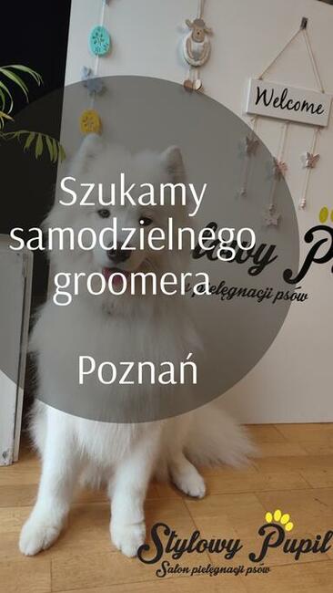 Groomer / fryzjer dla psów Poznań
