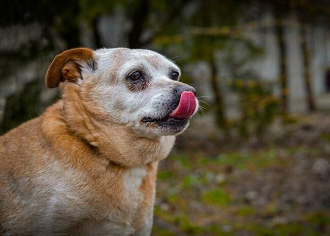 Psi senior kochany proludzki BŁAGA o wspaniały domek