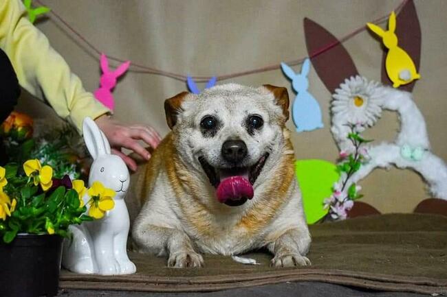 BISKIT cudny wesoły dziadzio BŁAGA o ratunek