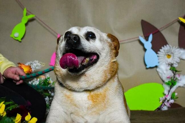 Cudowny staruszek kochający ludzi BŁAGA PILNIE o domek