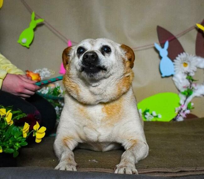 Cudowny staruszek kochający ludzi BŁAGA PILNIE o domek