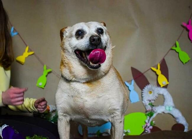 Kochany przyjacielski staruszek BŁAGA o domek