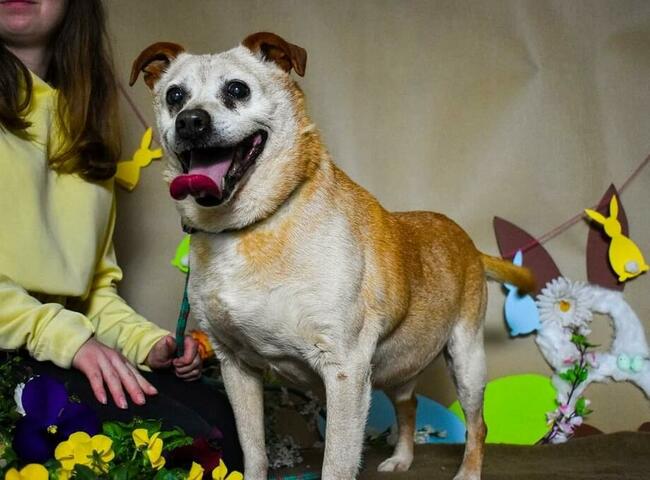 Cudowny staruszek kochający ludzi BŁAGA PILNIE o domek