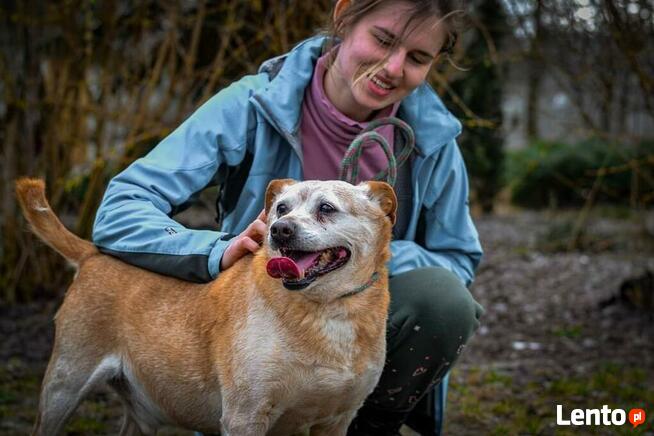Psi senior kochany proludzki BŁAGA o wspaniały domek