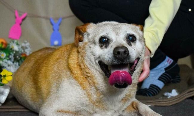 Kochany przyjacielski staruszek BŁAGA o domek