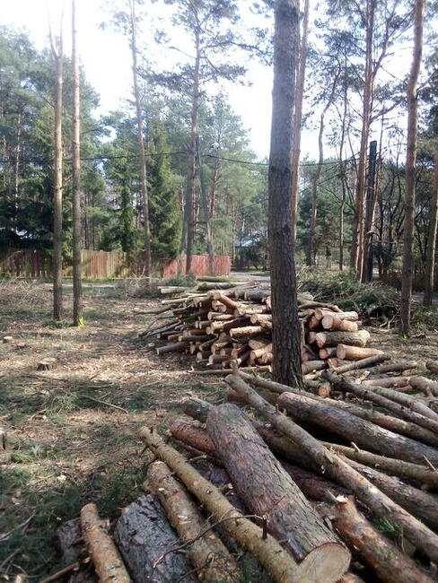 Wycinka drzew , rębakowanie, koszenie traw