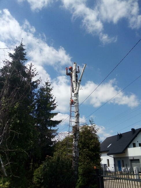 Wycinka drzew , rębakowanie, koszenie traw