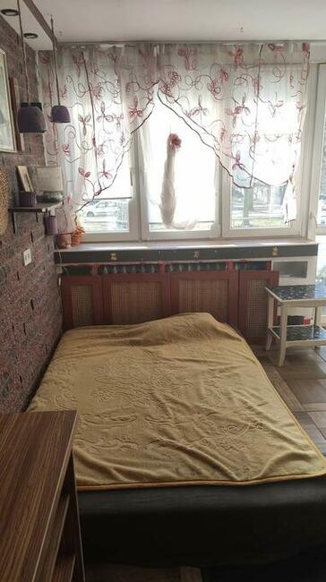 pokój dla czystego pana koziny