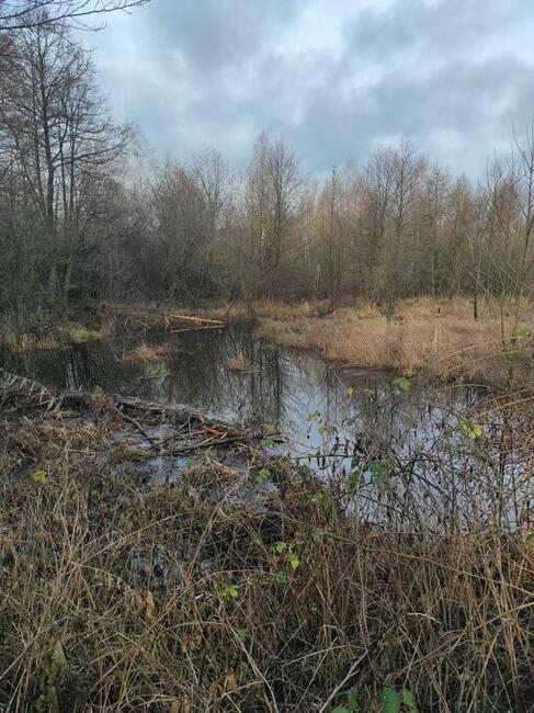 Działka rolna leśna Szczechowo okolice Sierpca