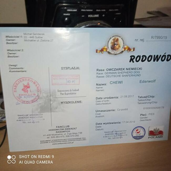 Pies długowłosy oferta krycia 500