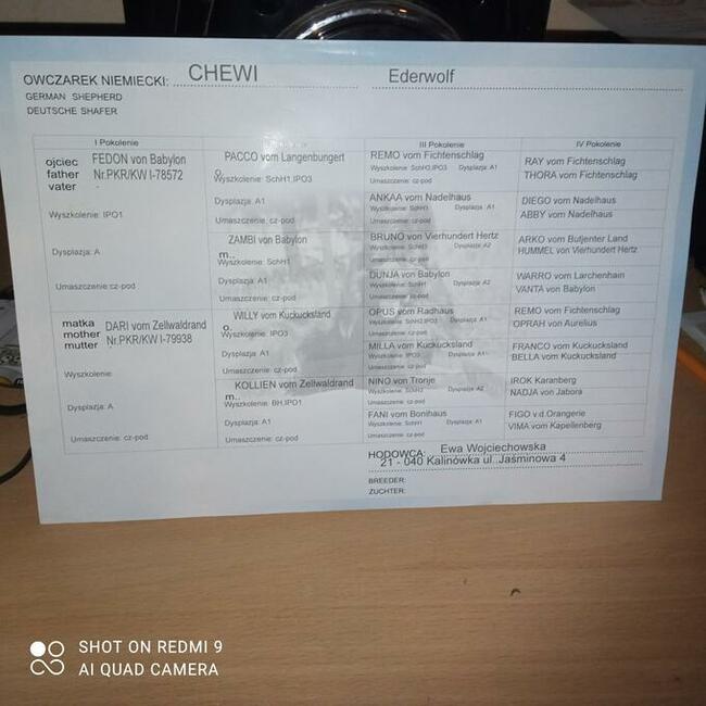 Pies długowłosy oferta krycia 500