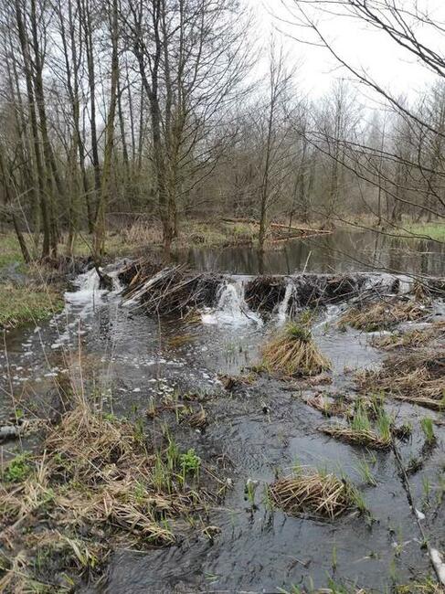 Działka rolna leśna Szczechowo okolice Sierpca