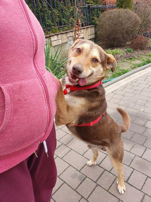 Pilne!! Bercik ok 4 let.piesek czeka na Ciebie Dorota Goł.