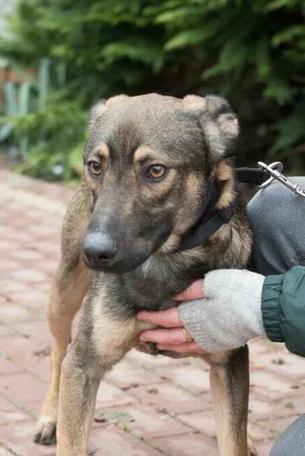 Młodziutki Teo - przyjazny i wesoły psiak do pokochania!