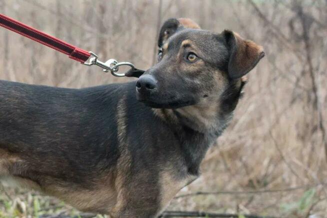 Młodziutki Teo - przyjazny i wesoły psiak do pokochania!