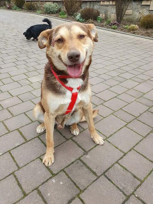 Pilne!! Bercik ok 4 let.piesek czeka na Ciebie Dorota Goł.