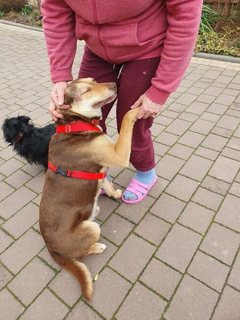 Pilne!! Bercik ok 4 let.piesek czeka na Ciebie Dorota Goł.