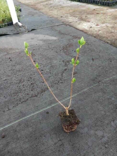 Sprzedam Hortensje Phantom