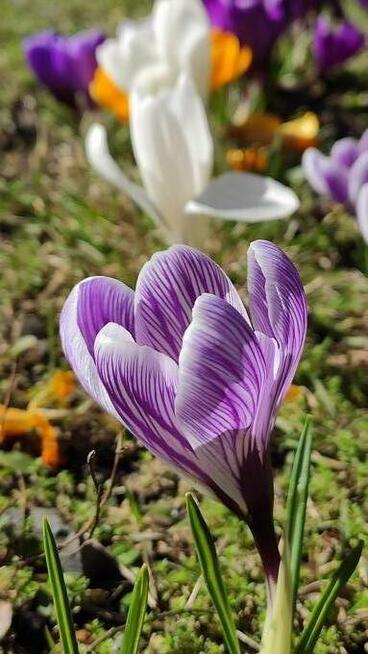 Nie tylko dla Pań...