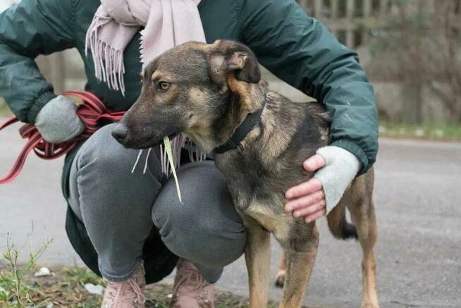 Młodziutki Teo - przyjazny i wesoły psiak do pokochania!