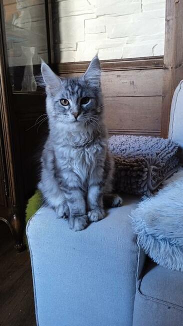 Srebrny kocurek maine coon