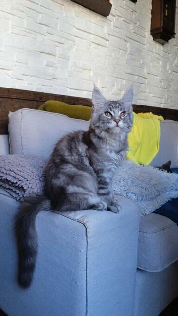 Srebrny kocurek maine coon