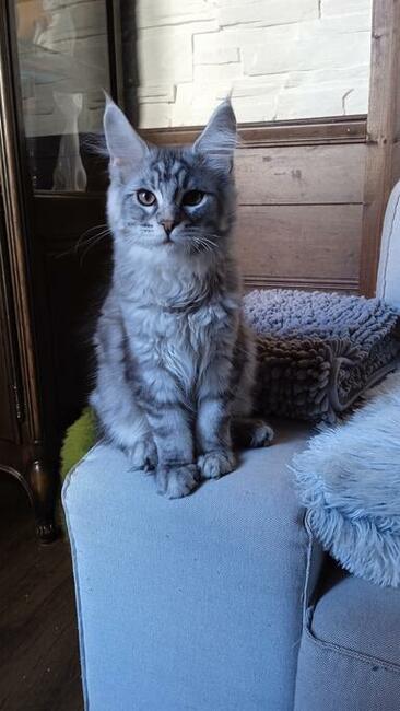 Srebrny kocurek maine coon