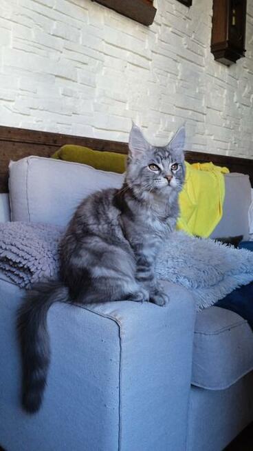 Srebrny kocurek maine coon