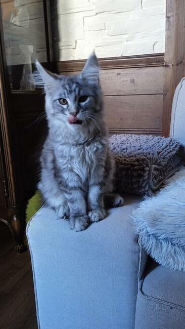 Srebrny kocurek maine coon