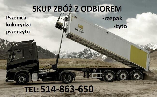 SKUP ZBÓŻ W ELBLĄGU - Najlepsze ceny !