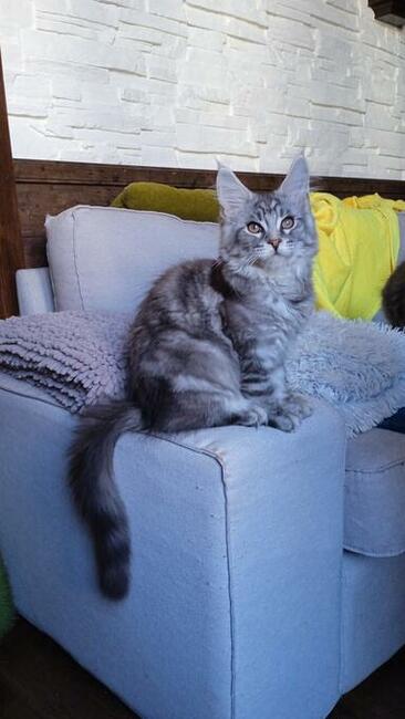Srebrny kocurek maine coon