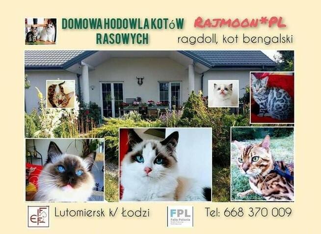 Cudowne kocięta ragdoll rodowód FPL- rezerwacja