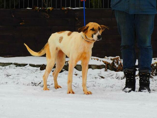 Młoda wrażliwa sunia kochająca ludzi i dzieci BŁAGA o domek