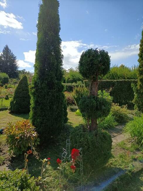 Koszenie trawy Wałbrzych i okolice, trawnik, kosiarka