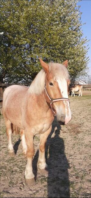 Sprzedam klacz sokólską ze źrebakiem