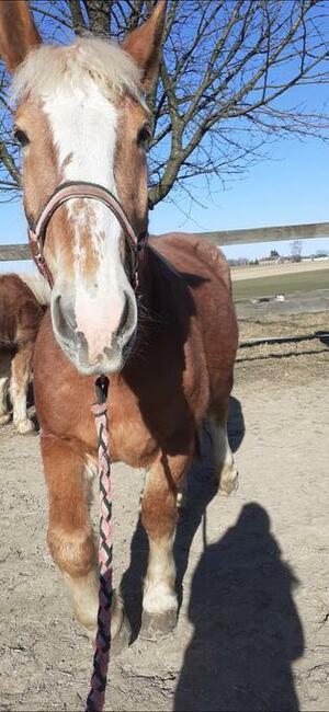 Sprzedam klacz sokólską ze źrebakiem