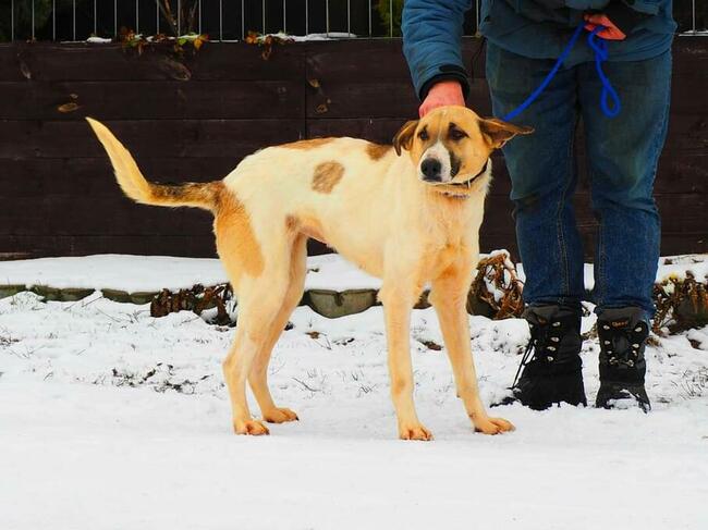 GWIAZDA młoda łagodna sunia kochająca ludzi BŁAGA o domek
