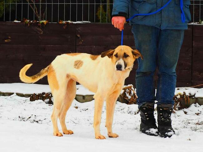 Młoda wrażliwa sunia kochająca ludzi i dzieci BŁAGA o domek