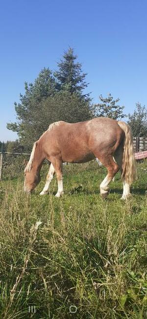 Sprzedam klacz sokólską ze źrebakiem