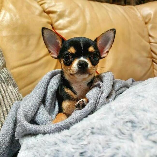 Chihuahua piesek krótkowłosy ZKWP FCI