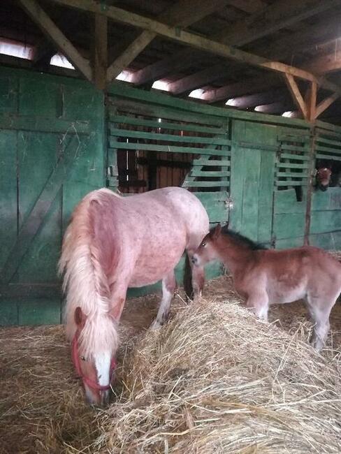 Sprzedam klacz sokólską ze źrebakiem