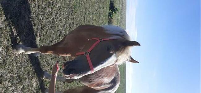 Sprzedam klacz sokólską ze źrebakiem