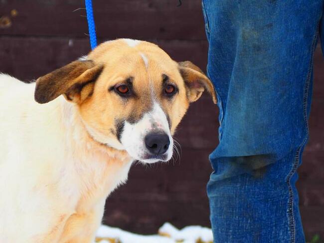 Młoda wrażliwa sunia kochająca ludzi i dzieci BŁAGA o domek