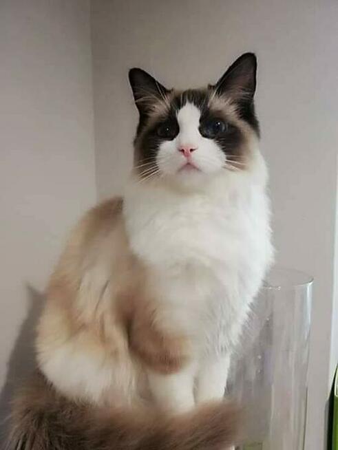 Cudowne kocięta ragdoll rodowód FPL- rezerwacja