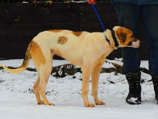 Młoda wrażliwa sunia kochająca ludzi i dzieci BŁAGA o domek