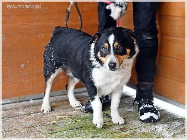 Ginny, uwielbiająca człowieka, przekochana sunia